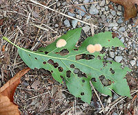 Woolly Oak Gall - Callirhytis lanata Fuzzy, tan, detachable galls on the leaves of red oak (Quercus rubra). The galls drop off the leaves in October, and the adults emerge in the second, third, or fourth spring.<br />
<br />
Habitat: Red oak growing along the coast<br />
https://www.jungledragon.com/image/72792/woolly_oak_gall_-_callirhytis_lanata.html<br />
https://www.jungledragon.com/image/72791/woolly_oak_gall_-_callirhytis_lanata.html Callirhytis lanata,Geotagged,Summer,United States,Woolly Oak Gall