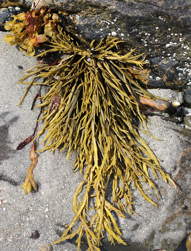 Rockweed - Ascophyllum nodosum Long, strap-like, olive-green fronds with single, central bladders.<br />
<br />
Habitat: Hanging over rocks in the intertidal zone. Ascophyllum,Ascophyllum nodosum,Geotagged,Rockweed,Summer,United States,algae,brown algae,seaweed