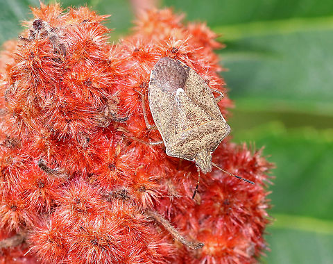 Brown Stink Bug - Euschistus servus Habitat: Spotted in a coastal area on Staghorn Sumac (Rhus typhina) Euschistus,Euschistus servus,Geotagged,Summer,United States,brown stink bug,bug,servus,stink bug