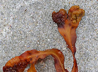 Spiral Wrack - Fucus spiralis Old spiral wrack, which I thought was really beautiful despite its crustiness.<br />
<br />
Habitat: High intertidal zone<br />
https://www.jungledragon.com/image/72797/spiral_wrack_-_fucus_spiralis.html Fucus spiralis,Geotagged,Spiral wrack,Summer,United States,fucus,seaweed