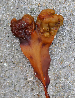 Spiral Wrack - Fucus spiralis Old spiral wrack, which I thought was really beautiful despite its crustiness.

Habitat: High intertidal zone
https://www.jungledragon.com/image/72796/spiral_wrack_-_fucus_spiralis.html Fucus spiralis,Geotagged,Spiral wrack,Summer,United States,fucus,seaweed