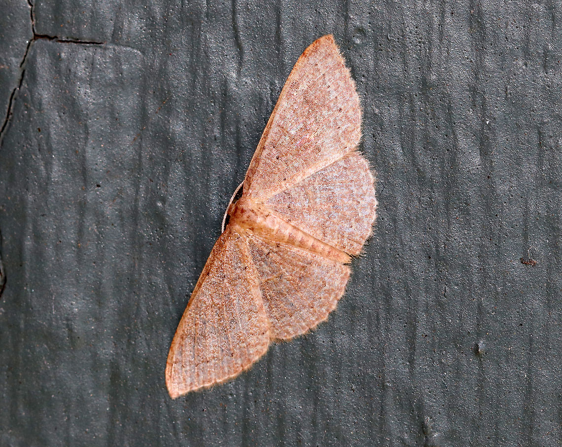 Common Tan Wave - Pleuroprucha insulsaria Habitat: Resting on a lighthouse Common tan wave moth,Geotagged,Pleuroprucha insulsaria,Summer,United States,moth