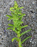 Herbaceous Sea-blite - Suaeda maritima I'm getting the ID of this plant confirmed because it is extremely rare in Maine.<br />
<br />
Habitat: Found on a coastal beach adjacent to a salt marsh<br />
https://www.jungledragon.com/image/72800/herbaceous_sea-blite_-_suaeda_maritima.html Geotagged,Suaeda,Suaeda maritima,Summer,United States,herbaceous sea-blite