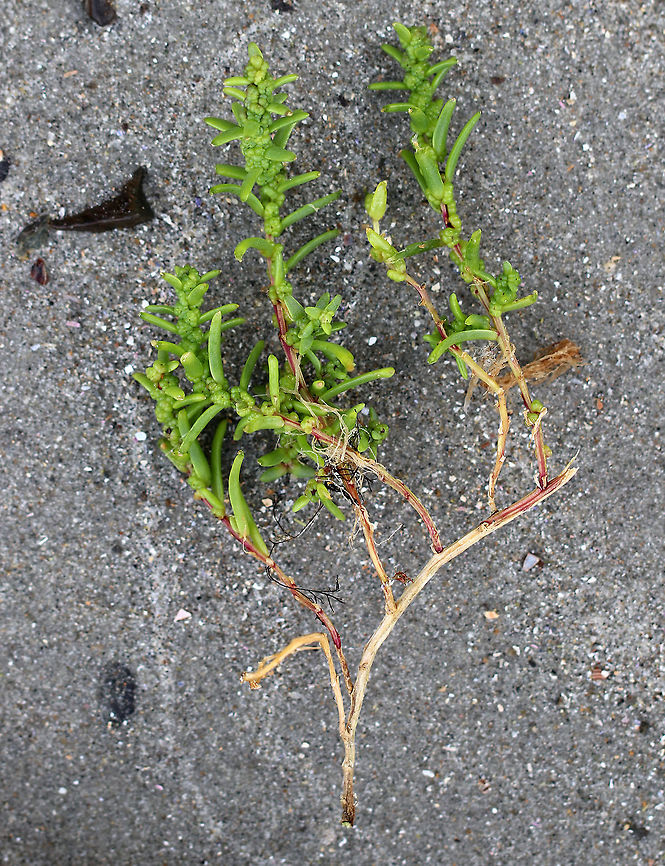 Herbaceous Sea-blite - Suaeda maritima I&#039;m getting the ID of this plant confirmed because it is extremely rare in Maine.<br />
<br />
Habitat: Found on a coastal beach adjacent to a salt marsh<br />
<figure class="photo"><a href="https://www.jungledragon.com/image/72799/herbaceous_sea-blite_-_suaeda_maritima.html" title="Herbaceous Sea-blite - Suaeda maritima"><img src="https://s3.amazonaws.com/media.jungledragon.com/images/3232/72799_thumb.jpg?AWSAccessKeyId=05GMT0V3GWVNE7GGM1R2&Expires=1763596810&Signature=DAfV99y1v32JKf2c5z7ZEDcmrjQ%3D" width="120" height="152" alt="Herbaceous Sea-blite - Suaeda maritima I&#039;m getting the ID of this plant confirmed because it is extremely rare in Maine.<br />
<br />
Habitat: Found on a coastal beach adjacent to a salt marsh<br />
https://www.jungledragon.com/image/72800/herbaceous_sea-blite_-_suaeda_maritima.html Geotagged,Suaeda,Suaeda maritima,Summer,United States,herbaceous sea-blite" /></a></figure><br />
 Geotagged,Suaeda maritima,Summer,United States