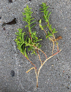 Herbaceous Sea-blite - Suaeda maritima I'm getting the ID of this plant confirmed because it is extremely rare in Maine.
Habitat: Found on a coastal beach adjacent to a salt marsh
https://www.jungledragon.com/image/72799/herbaceous_sea-blite_-_suaeda_maritima.html
Geotagged,Suaeda maritima,Summer,United States