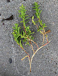 Herbaceous Sea-blite - Suaeda maritima I'm getting the ID of this plant confirmed because it is extremely rare in Maine.<br />
<br />
Habitat: Found on a coastal beach adjacent to a salt marsh<br />
https://www.jungledragon.com/image/72799/herbaceous_sea-blite_-_suaeda_maritima.html<br />
 Geotagged,Suaeda maritima,Summer,United States
