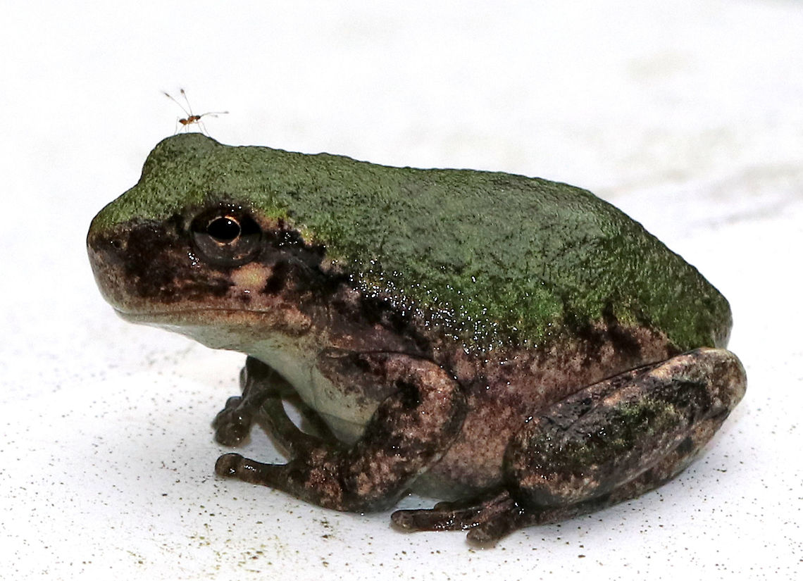 Fairyfly - Mymar taprobanicum (Family Mymaridae) The tiny insect seen on this frog's head is a fairyfly. It was less than 1 mm long!  This family includes the world's smallest known insects.  They are insect egg parasitoids. I'm not sure why it was on the frog, but it didn't stay long.<br />
<br />
*Species ID is likely, but tentative.<br />
<br />
Habitat: Rural backyard. Geotagged,Mymar,Mymar taprobanicum,Mymaridae,Summer,United States,chalcid wasp,fairy wasp,fairyfly,parasitic wasp,wasp