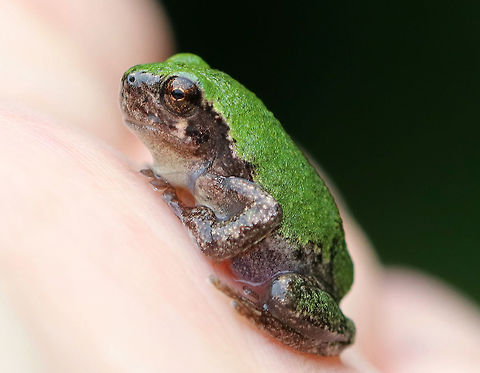 Gray/Cope's Gray Tree Frog - Hyla sp. Cope's gray tree frog (Hyla chrysoscelis) is a species of tree frog found in the United States. It is almost indistinguishable from the gray tree frog, Hyla versicolor, and shares much of its geographic range. Both species are variable in color, mottled gray to gray-green, resembling the bark of trees. These are tree frogs of woodland habitats, though they will sometimes travel into more open areas to reach a breeding pond. The only readily noticeable difference between the two species is the call &mdash; Cope's has a faster-paced and slightly higher-pitched call than H. versicolor. In addition, H. chrysoscelis is reported to be slightly smaller, more arboreal, and more tolerant of dry conditions than H. versicolor. Microscopic inspection of the chromosomes of H. chrysoscelis and H. versicolor reveals differences in chromosome number. 

Habitat: Rural backyard Cope's gray tree frog,Geotagged,Hyla chrysoscelis,Summer,United States,cope's gray tree frog,frog,gray tree frog,hyla,tree frog