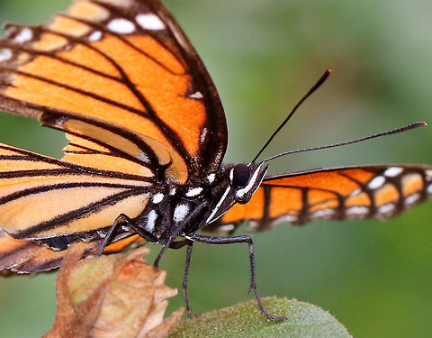 Viceroy - Limenitis archippus The mimetic relationship between monarch butterflies and viceroys have been shown to be Müllerian, meaning that both species are unpalatable and hence contribute to each others' protection from predators.

Habitat: Rural yard Geotagged,Limenitis,Limenitis archippus,Summer,United States,Viceroy,butterfly