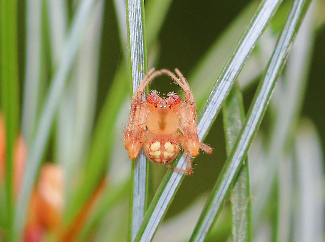 Arabesque Orbweaver - Neoscona arabesca My ID may be wrong for this spider?! I am seeking confirmation/correct ID.  I definitely think it *may be* an orbweaver.<br />
<br />
Habitat: Rural area - on a spruce tree. Arabesque orbweaver,Geotagged,Neoscona,Neoscona arabesca,Summer,United States,orbweaver,spider