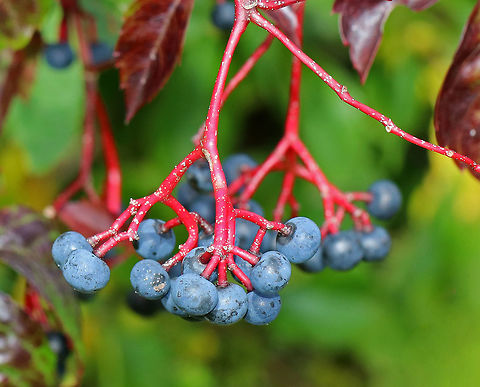 Thicket-Creeper - Parthenocissus inserta This species differs from Virginia Creeper (P. quinquefolia) in the shape of the suckers on the tendrils.

Habitat: Growing near the edge of a pond at an audubon center. Geotagged,Parthenocissus,Parthenocissus inserta,Summer,United States,inserta,thicket creeper,thicket-creeper