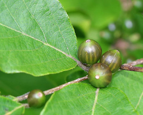 Amur Honeysuckle - Lonicera maackii Immature green berries.

This plant is highly invasive and is prohibited for sale or distribution in Connecticut. Yet, I found it growing at a local audubon center.

Habitat: Growing near a large pond
https://www.jungledragon.com/image/72832/amur_honeysuckle_-_lonicera_maackii.html Geotagged,Invasive plant,Lonicera,Lonicera maackii,Summer,United States,amur honeysuckle,honeysuckle,maackii