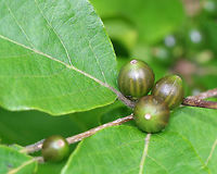 Amur Honeysuckle - Lonicera maackii Immature green berries.<br />
<br />
This plant is highly invasive and is prohibited for sale or distribution in Connecticut. Yet, I found it growing at a local audubon center.<br />
<br />
Habitat: Growing near a large pond<br />
https://www.jungledragon.com/image/72832/amur_honeysuckle_-_lonicera_maackii.html Geotagged,Invasive plant,Lonicera,Lonicera maackii,Summer,United States,amur honeysuckle,honeysuckle,maackii