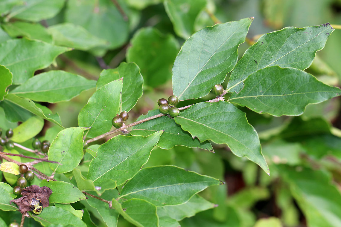 Amur Honeysuckle - Lonicera maackii Immature green berries.<br />
<br />
This plant is highly invasive and is prohibited for sale or distribution in Connecticut. Yet, I found it growing at a local audubon center.<br />
<br />
Habitat: Growing near a large pond<br />
<figure class="photo"><a href="https://www.jungledragon.com/image/72831/amur_honeysuckle_-_lonicera_maackii.html" title="Amur Honeysuckle - Lonicera maackii"><img src="https://s3.amazonaws.com/media.jungledragon.com/images/3232/72831_thumb.jpg?AWSAccessKeyId=05GMT0V3GWVNE7GGM1R2&Expires=1767225610&Signature=67f7lseKpE8zBld23EcTM9tJ6No%3D" width="200" height="162" alt="Amur Honeysuckle - Lonicera maackii Immature green berries.<br />
<br />
This plant is highly invasive and is prohibited for sale or distribution in Connecticut. Yet, I found it growing at a local audubon center.<br />
<br />
Habitat: Growing near a large pond<br />
https://www.jungledragon.com/image/72832/amur_honeysuckle_-_lonicera_maackii.html Geotagged,Invasive plant,Lonicera,Lonicera maackii,Summer,United States,amur honeysuckle,honeysuckle,maackii" /></a></figure> Amur Honeysuckle,Geotagged,Summer,United States,maackii