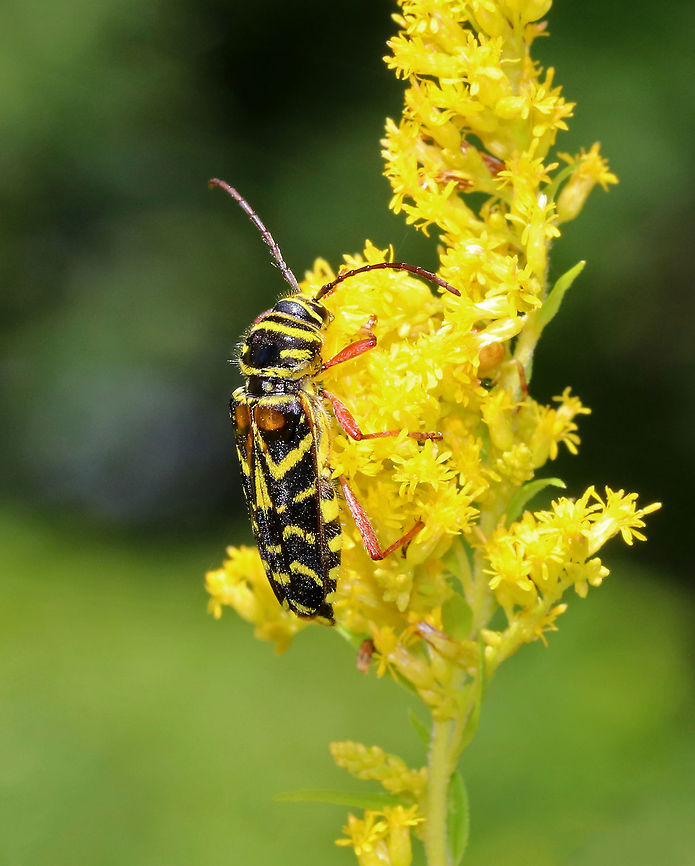 Locust Borer - Megacyllene robiniae Black beetle with yellow elytral bands . Adults are often found on goldenrod (Solidago sp.) during September and October. They are endemic to eastern North America and are a serious pest of Robinia pseudoacacia, the black locust tree.<br />
<br />
Habitat: On goldenrod that was growing among the vegetation on the edge of a pond. Geotagged,Locust borer,Megacyllene,Megacyllene robiniae,Summer,United States,beetle