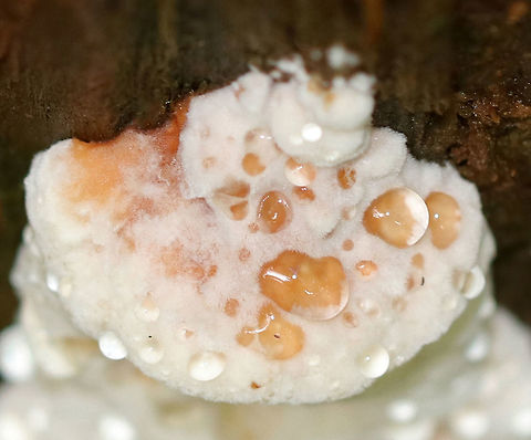 Bitter Bracket - Postia stiptica Weeping fungi that was growing in tiers on a jagged, rotting stump in a mixed forest. Turns brownish with age. Strong fungal odor.
https://www.jungledragon.com/image/72863/bitter_bracket_-_postia_stiptica.html Bitter Bracket,Geotagged,Postia stiptica,Summer,United States,bitter bracket,fungus,postia