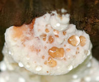 Bitter Bracket - Postia stiptica Weeping fungi that was growing in tiers on a jagged, rotting stump in a mixed forest. Turns brownish with age. Strong fungal odor.<br />
https://www.jungledragon.com/image/72863/bitter_bracket_-_postia_stiptica.html Bitter Bracket,Geotagged,Postia stiptica,Summer,United States,bitter bracket,fungus,postia