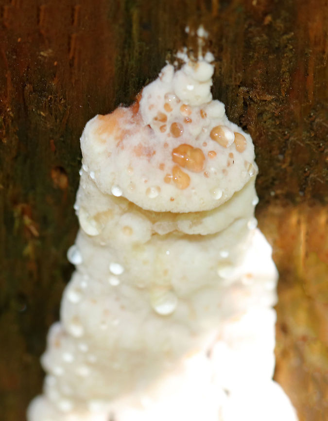 Bitter Bracket - Postia stiptica Weeping fungi that was growing in tiers on a jagged, rotting stump in a mixed forest. Turns brownish with age. Strong fungal odor.<br />
<figure class="photo"><a href="https://www.jungledragon.com/image/72862/bitter_bracket_-_postia_stiptica.html" title="Bitter Bracket - Postia stiptica"><img src="https://s3.amazonaws.com/media.jungledragon.com/images/3232/72862_thumb.jpg?AWSAccessKeyId=05GMT0V3GWVNE7GGM1R2&Expires=1759968010&Signature=6mkL%2FJ8pBUp12aZ%2FATSEK%2BznKEA%3D" width="200" height="166" alt="Bitter Bracket - Postia stiptica Weeping fungi that was growing in tiers on a jagged, rotting stump in a mixed forest. Turns brownish with age. Strong fungal odor.<br />
https://www.jungledragon.com/image/72863/bitter_bracket_-_postia_stiptica.html Bitter Bracket,Geotagged,Postia stiptica,Summer,United States,bitter bracket,fungus,postia" /></a></figure> Bitter Bracket,Geotagged,Postia stiptica,Summer,United States