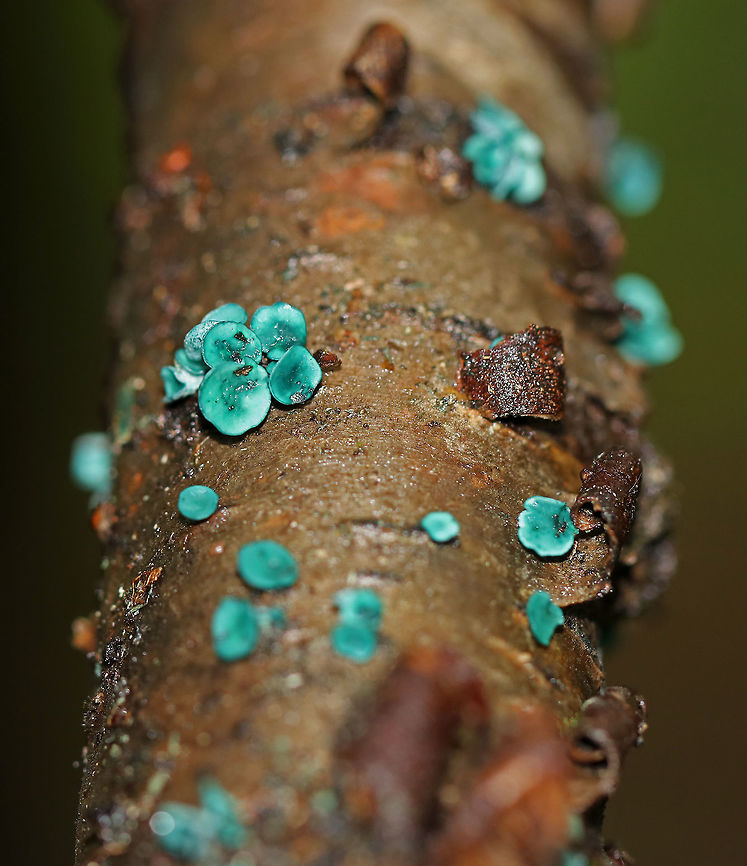 Green Elfcup - Chlorociboria aeruginascens Greenish blue cup fungi with off-centered stems. They were about 5 mm wide. <br />
<br />
This species contains a quinone pigment called xylindein, which is the reason for the characteristic bluish-green stain that occurs on wood that&#039;s infected by this species.<br />
<br />
Habitat: Rotting birch Chlorociboria,Chlorociboria aeruginascens,Geotagged,Green elfcup,Summer,United States,elfcup