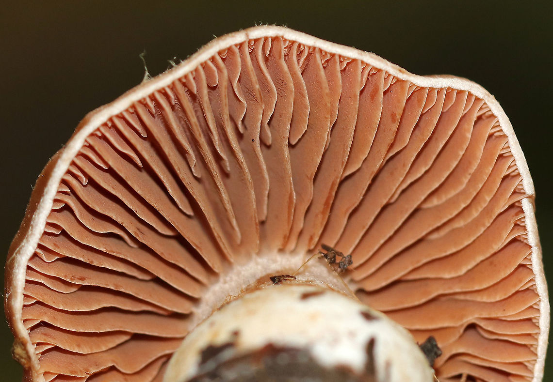 Cortinar Mushroom - Cortinarius sp. Habitat: Growing on the ground in a small cluster in a mixed forest with mostly oak, eastern hemlock, and birch.<br />
<figure class="photo"><a href="https://www.jungledragon.com/image/72866/cortinar_mushroom_-_cortinarius_sp.html" title="Cortinar Mushroom - Cortinarius sp."><img src="https://s3.amazonaws.com/media.jungledragon.com/images/3232/72866_thumb.jpg?AWSAccessKeyId=05GMT0V3GWVNE7GGM1R2&Expires=1759968010&Signature=22oynxx9PSR34PDCbIbo%2F8kjQR0%3D" width="200" height="162" alt="Cortinar Mushroom - Cortinarius sp. Habitat: Growing on the ground in a small cluster in a mixed forest with mostly oak, eastern hemlock, and birch.<br />
https://www.jungledragon.com/image/72865/cortinar_mushroom_-_cortinarius_sp.html Geotagged,Summer,United States,cortinar,cortinarius,fungus,mushroom,webcap" /></a></figure> Geotagged,Summer,United States,cortinar,cortinarius,mushroom,webcap