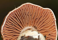 Cortinar Mushroom - Cortinarius sp. Habitat: Growing on the ground in a small cluster in a mixed forest with mostly oak, eastern hemlock, and birch.<br />
https://www.jungledragon.com/image/72866/cortinar_mushroom_-_cortinarius_sp.html Geotagged,Summer,United States,cortinar,cortinarius,mushroom,webcap