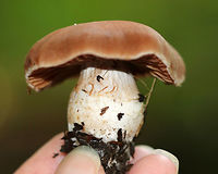 Cortinar Mushroom - Cortinarius sp. Habitat: Growing on the ground in a small cluster in a mixed forest with mostly oak, eastern hemlock, and birch.<br />
https://www.jungledragon.com/image/72865/cortinar_mushroom_-_cortinarius_sp.html Geotagged,Summer,United States,cortinar,cortinarius,fungus,mushroom,webcap
