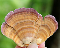 Violet-toothed Polypore - Trichaptum biforme Semicircular brackets with a finely hairy upper surface that had white, tan, and lilac zones of color. The pore surface was tan and lilac with white along the edges.<br />
<br />
Habitat: Growing on rotting wood in a mixed forest.<br />
https://www.jungledragon.com/image/72869/violet-toothed_polypore_-_trichaptum_biforme.html Geotagged,Summer,Trichaptum biforme,United States,polypore,trichaptum