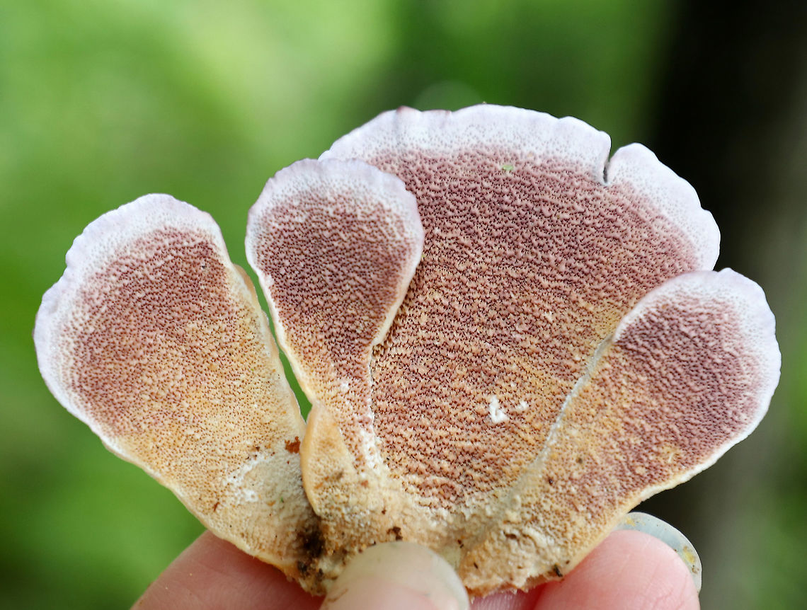 Violet-toothed Polypore - Trichaptum biforme Semicircular brackets with a finely hairy upper surface that had white, tan, and lilac zones of color. The pore surface was tan and lilac with white along the edges.<br />
<br />
Habitat: Growing on rotting wood in a mixed forest.<br />
<figure class="photo"><a href="https://www.jungledragon.com/image/72868/violet-toothed_polypore_-_trichaptum_biforme.html" title="Violet-toothed Polypore - Trichaptum biforme"><img src="https://s3.amazonaws.com/media.jungledragon.com/images/3232/72868_thumb.jpg?AWSAccessKeyId=05GMT0V3GWVNE7GGM1R2&Expires=1769040010&Signature=8z1vbxg20MJbSuq%2FDsZXPBW%2BJIM%3D" width="200" height="160" alt="Violet-toothed Polypore - Trichaptum biforme Semicircular brackets with a finely hairy upper surface that had white, tan, and lilac zones of color. The pore surface was tan and lilac with white along the edges.<br />
<br />
Habitat: Growing on rotting wood in a mixed forest.<br />
https://www.jungledragon.com/image/72869/violet-toothed_polypore_-_trichaptum_biforme.html Geotagged,Summer,Trichaptum biforme,United States,polypore,trichaptum" /></a></figure> Geotagged,Summer,Trichaptum biforme,United States