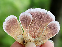 Violet-toothed Polypore - Trichaptum biforme Semicircular brackets with a finely hairy upper surface that had white, tan, and lilac zones of color. The pore surface was tan and lilac with white along the edges.<br />
<br />
Habitat: Growing on rotting wood in a mixed forest.<br />
https://www.jungledragon.com/image/72868/violet-toothed_polypore_-_trichaptum_biforme.html Geotagged,Summer,Trichaptum biforme,United States