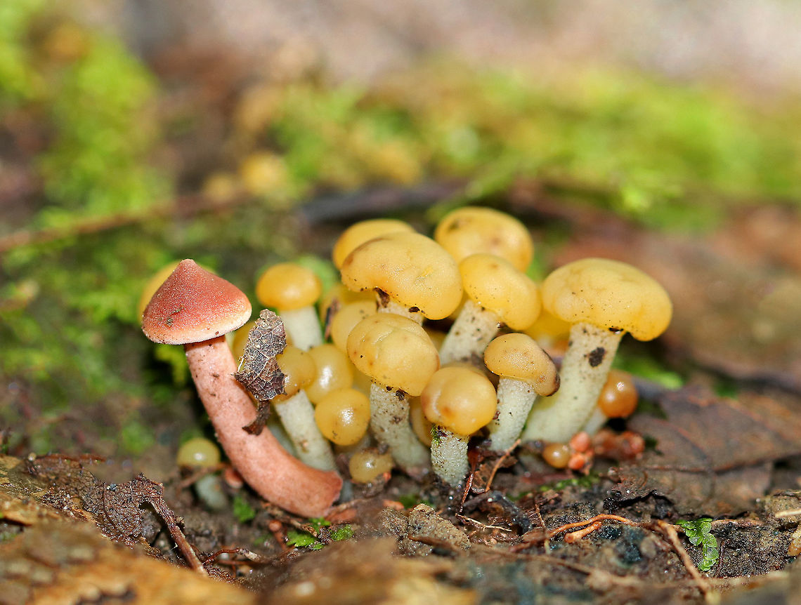 Jelly Babies - Leotia lubrica Often called "jelly babies", these small mushrooms have a very gelatinous/rubbery texture. The semi-translucent yellow caps were smooth and convoluted. Stems were yellow.<br />
<br />
Habitat: They were growing in a cluster, on the ground, in a mixed forest. There was another (pink) mushroom growing along with them, but I don't know what it was. Geotagged,Jelly baby,Leotia lubricajelly babies,Ochre Jelly Club Mushrooms,Summer,United States,leotia,mushrooms,yellow