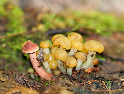 Jelly Babies - Leotia lubrica Often called "jelly babies", these small mushrooms have a very gelatinous/rubbery texture. The semi-translucent yellow caps were smooth and convoluted. Stems were yellow.

Habitat: They were growing in a cluster, on the ground, in a mixed forest. There was another (pink) mushroom growing along with them, but I don't know what it was. Geotagged,Jelly baby,Leotia lubricajelly babies,Ochre Jelly Club Mushrooms,Summer,United States,leotia,mushrooms,yellow