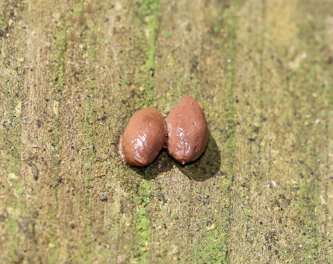 North American Porcupine Scat (Erethizon dorsatum) I found these little pairs of scat at a bird blind. They were juicy, curved, and had pointed ends.<br />
<br />
I'm not completely sure that this is porcupine scat, but that's the consensus that I've received so far. Erethizon,Erethizon dorsatum,Geotagged,North American Porcupine,North American Porcupine scat,Porcupine scat,Summer,United States,poop,scat