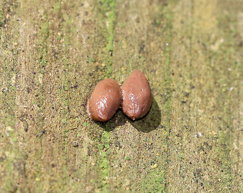 North American Porcupine Scat (Erethizon dorsatum) I found these little pairs of scat at a bird blind. They were juicy, curved, and had pointed ends.

I'm not completely sure that this is porcupine scat, but that's the consensus that I've received so far. Erethizon,Erethizon dorsatum,Geotagged,North American Porcupine,North American Porcupine scat,Porcupine scat,Summer,United States,poop,scat