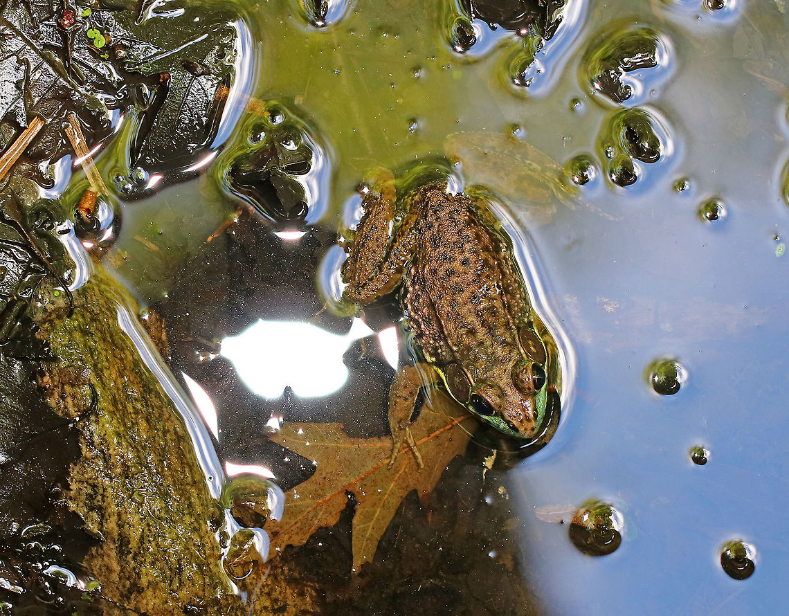 Green Frog - Lithobates clamitans By far, the most common type of frog that I see.<br />
<br />
Habitat: On the edge of a pond. Geotagged,Green frog,Lithobates clamitans,Summer,United States,frog