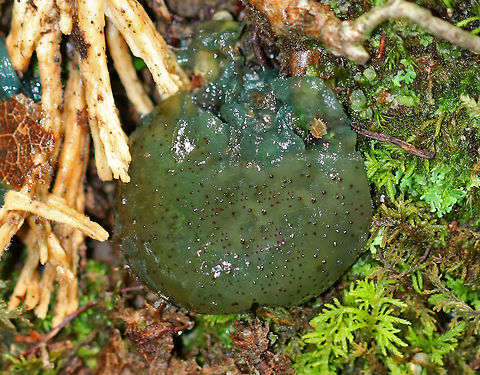 Chicken Lips - Leotia viscosa The cap was olive-brown, convoluted, covered in dark dots, and very slimy. The stipe was yellow, gelatinous, and had little green dots near the apex.

Habitat: Growing on the ground under mostly conifers Chicken lips,Geotagged,Leotia viscosa,Summer,United States,leotia