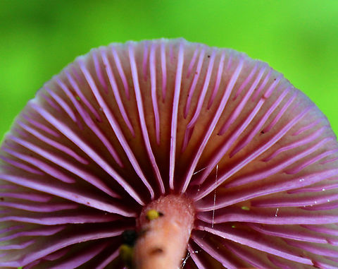 Amethyst Deceiver - Laccaria amethystina Beautiful mushrooms with caps that were a faded purple-tan color. They had thin reddish tan stems and brilliant waxy, purple gills. 

Habitat: Growing on the ground in a deciduous forest.  Amethyst Deceiver,Geotagged,Laccaria amethystina,Summer,United States,mushroom,purple