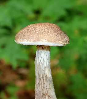 Birch Scaber Stalk - Leccinum scabrum Light brown/tan cap, white pores that were deeply sunken next to the stem. Pores bruised brown. Stem had scabers and a bulbous base.

Habitat: Growing near the edge of a pond in a mixed, but mostly deciduous, forest.
https://www.jungledragon.com/image/72979/birch_scaber_stalk_-_leccinum_scabrum.html Birch Scaber Stalk,Birch bolete,Geotagged,Leccinum scabrum,Summer,United States,bolete,leccinum,mushroom