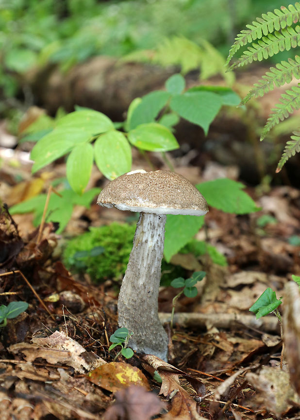 Birch Scaber Stalk - Leccinum scabrum Light brown/tan cap, white pores that were deeply sunken next to the stem. Pores bruised brown. Stem had scabers and a bulbous base.<br />
<br />
Habitat: Growing near the edge of a pond in a mixed, but mostly deciduous, forest.<br />
<figure class="photo"><a href="https://www.jungledragon.com/image/72978/birch_scaber_stalk_-_leccinum_scabrum.html" title="Birch Scaber Stalk - Leccinum scabrum"><img src="https://s3.amazonaws.com/media.jungledragon.com/images/3232/72978_thumb.jpg?AWSAccessKeyId=05GMT0V3GWVNE7GGM1R2&Expires=1769040010&Signature=UWYE2d9uCNg2VyzSQi3dPZ8%2Bx%2BI%3D" width="134" height="152" alt="Birch Scaber Stalk - Leccinum scabrum Light brown/tan cap, white pores that were deeply sunken next to the stem. Pores bruised brown. Stem had scabers and a bulbous base.<br />
<br />
Habitat: Growing near the edge of a pond in a mixed, but mostly deciduous, forest.<br />
https://www.jungledragon.com/image/72979/birch_scaber_stalk_-_leccinum_scabrum.html Birch Scaber Stalk,Birch bolete,Geotagged,Leccinum scabrum,Summer,United States,bolete,leccinum,mushroom" /></a></figure> Birch bolete,Geotagged,Leccinum scabrum,Summer,United States