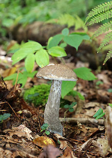 Birch Scaber Stalk - Leccinum scabrum Light brown/tan cap, white pores that were deeply sunken next to the stem. Pores bruised brown. Stem had scabers and a bulbous base.

Habitat: Growing near the edge of a pond in a mixed, but mostly deciduous, forest.
https://www.jungledragon.com/image/72978/birch_scaber_stalk_-_leccinum_scabrum.html Birch bolete,Geotagged,Leccinum scabrum,Summer,United States