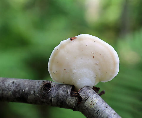 White Cheese Polypore - Tyromyces chioneus Habitat: Birch twig in a deciduous forest Geotagged,Summer,Tyromyces chioneus,United States,White cheese polypore,polypore