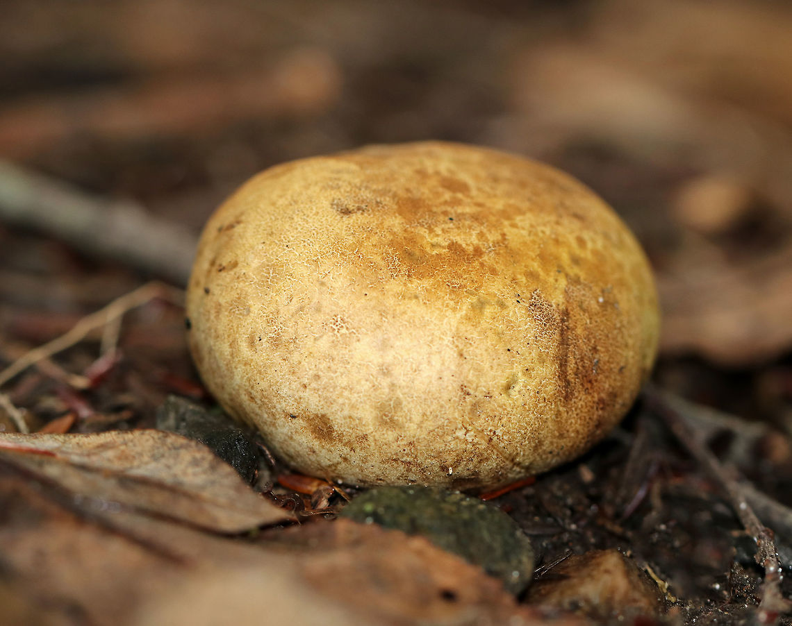 Pigskin Poison Puffball - Scleroderma citrinum Mostly smooth, hard, tan-brown puffball. Inside, the spore mass was black.<br />
<br />
 Common Earthball,Geotagged,Scleroderma citrinum,Summer,United States