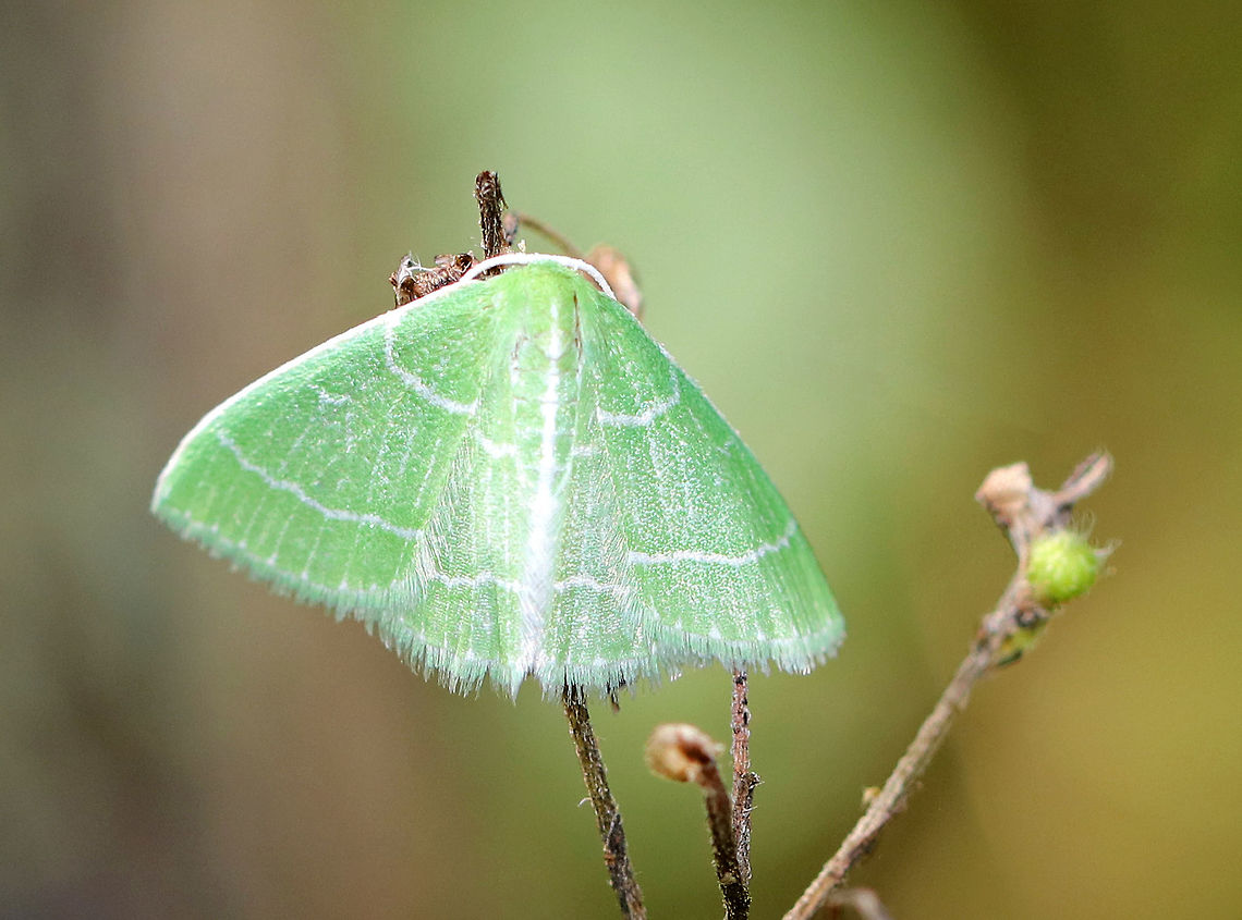 Wavy-lined Emerald - Synchlora aerata Habitat: Resting on vegetation at the edge of a mixed forest Geotagged,Summer,Synchlora,Synchlora aerata,United States,Wavy-lined emerald moth,moth