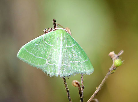 Wavy-lined Emerald - Synchlora aerata Habitat: Resting on vegetation at the edge of a mixed forest Geotagged,Summer,Synchlora,Synchlora aerata,United States,Wavy-lined emerald moth,moth