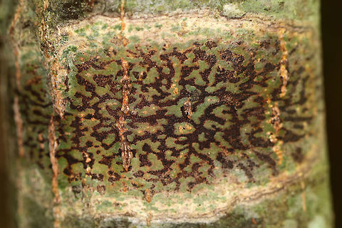 Viridothelium virens (Deprecated name: Trypethelium virens) Habitat: On a hardwood tree in a mixed forest
https://www.jungledragon.com/image/72987/lichen_-_unknown_sp.html Fall,Geotagged,Trypethelium virens,United States,lichen,stromatic fungus
