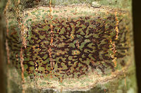 Viridothelium virens (Deprecated name: Trypethelium virens) Habitat: On a hardwood tree in a mixed forest<br />
https://www.jungledragon.com/image/72987/lichen_-_unknown_sp.html Fall,Geotagged,Trypethelium virens,United States,lichen,stromatic fungus