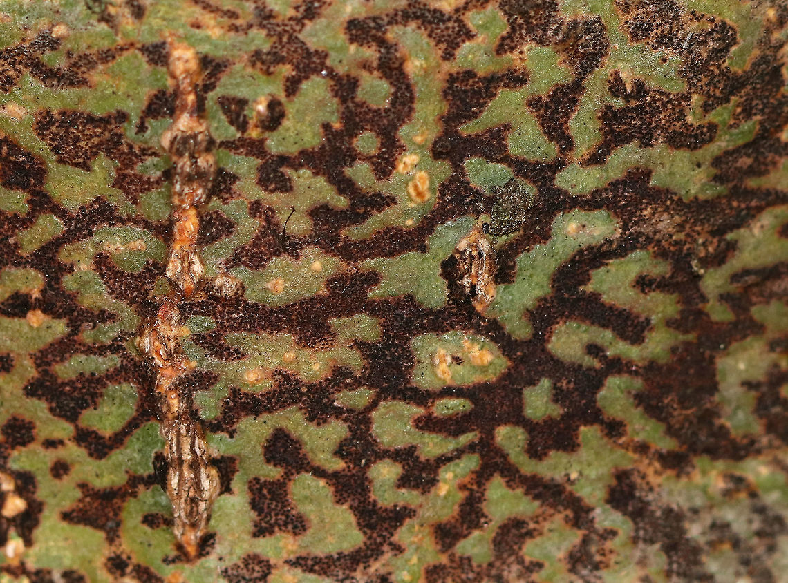 Viridothelium virens (Deprecated name: Trypethelium virens) Habitat: On a hardwood tree in a mixed forest<br />
<figure class="photo"><a href="https://www.jungledragon.com/image/72985/viridothelium_virens_deprecated_name_trypethelium_virens.html" title="Viridothelium virens (Deprecated name: Trypethelium virens)"><img src="https://s3.amazonaws.com/media.jungledragon.com/images/3232/72985_thumb.jpg?AWSAccessKeyId=05GMT0V3GWVNE7GGM1R2&Expires=1759968010&Signature=QOYjtarswJHx4MjBhQ3JIlMUrk4%3D" width="200" height="134" alt="Viridothelium virens (Deprecated name: Trypethelium virens) Habitat: On a hardwood tree in a mixed forest<br />
https://www.jungledragon.com/image/72987/lichen_-_unknown_sp.html Fall,Geotagged,Trypethelium virens,United States,lichen,stromatic fungus" /></a></figure> Fall,Geotagged,Trypethelium virens,United States,lichen,stromatic fungus