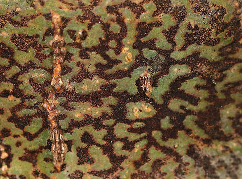 Viridothelium virens (Deprecated name: Trypethelium virens) Habitat: On a hardwood tree in a mixed forest
https://www.jungledragon.com/image/72985/lichen_-_unknown_sp.html Fall,Geotagged,Trypethelium virens,United States,lichen,stromatic fungus