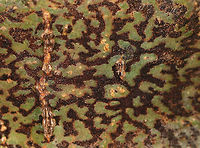 Viridothelium virens (Deprecated name: Trypethelium virens) Habitat: On a hardwood tree in a mixed forest<br />
https://www.jungledragon.com/image/72985/lichen_-_unknown_sp.html Fall,Geotagged,Trypethelium virens,United States,lichen,stromatic fungus
