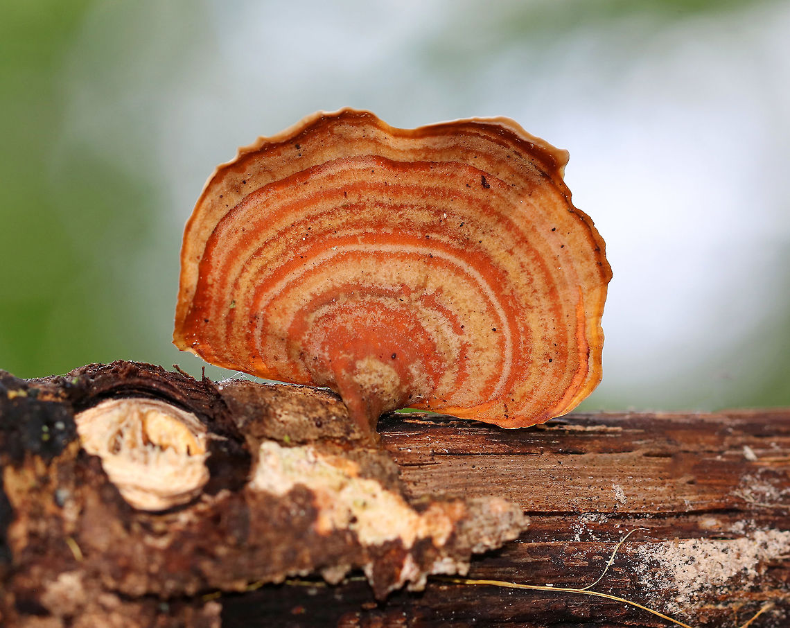 Stereum lobatum Thin fruiting bodies with smooth undersurface &ndash; no pores. <br />
<br />
Habitat: Growing on rotting wood in a mixed, swampy forest. Geotagged,Stereum,Stereum lobatum,Summer,United States,fungus