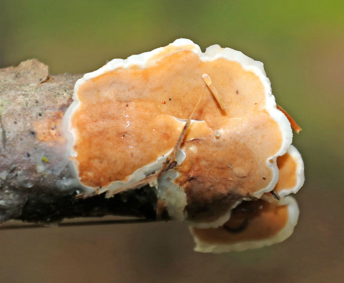 Gloeoporus Crust Fungus - Gloeoporus dichrous Pore surface was orange-ish with white around the margin. The uppersurface was white and smooth.<br />
<br />
Habitat: It was growing on the end of a small, hardwood stick in a mixed forest. Geotagged,Gloeoporus dichrous,Summer,United States,crust fungus